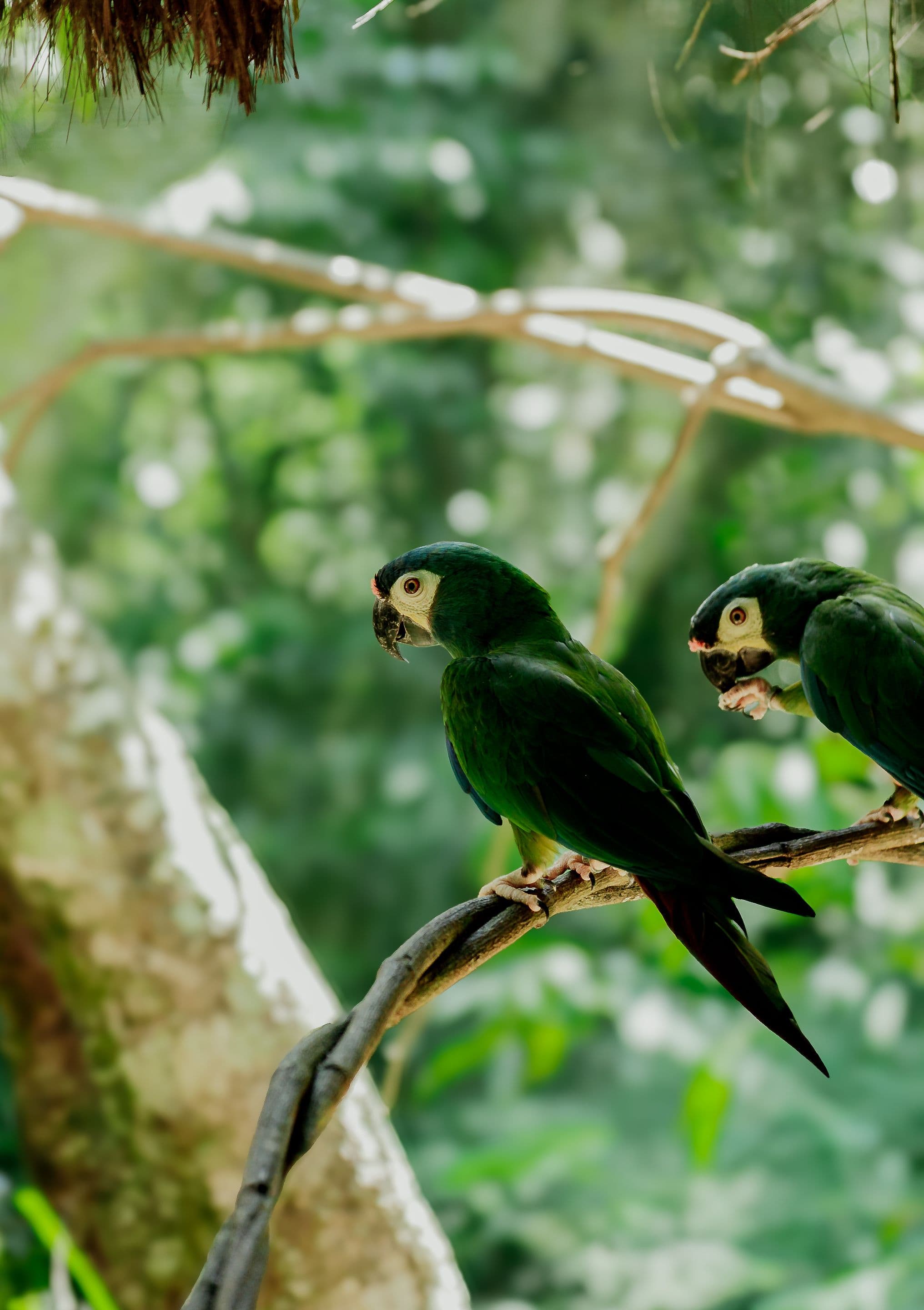 Loros entre la vegetación