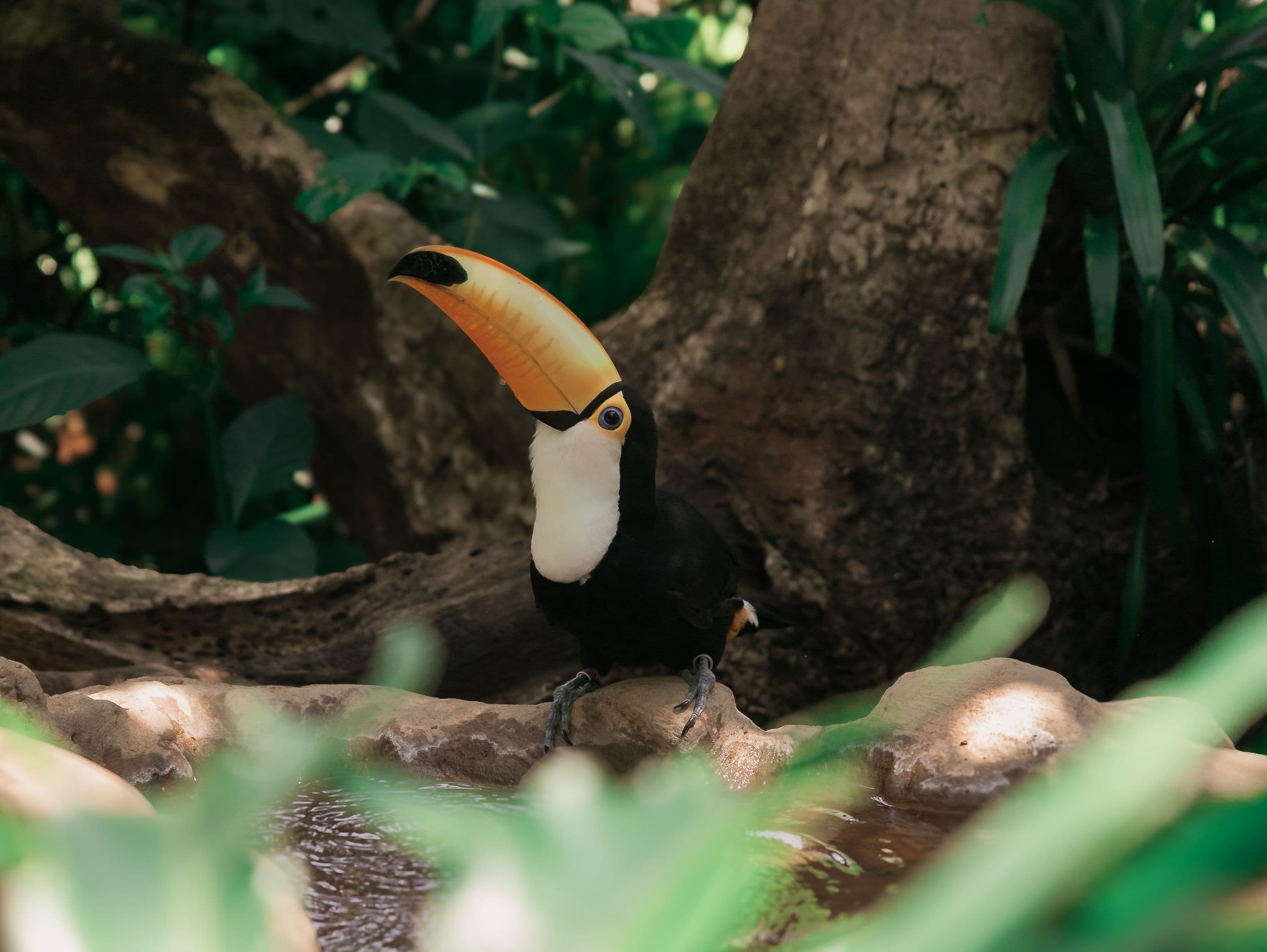 Tucán en la selva misionera